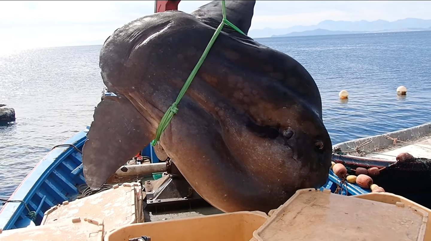 giant fish hoisted aboard a boat