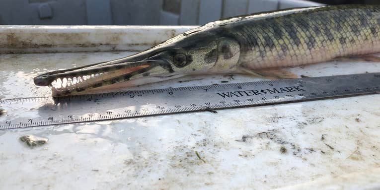Biologists Find Extremely Rare Endangered Spotted Gar in Lake Erie