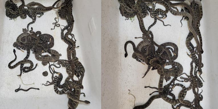 Nearly 100 Rattlesnakes Found Beneath California Home