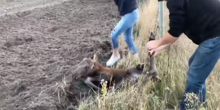 Video: Alberta Family Frees Moose Calf from a Barbed-Wire Fence