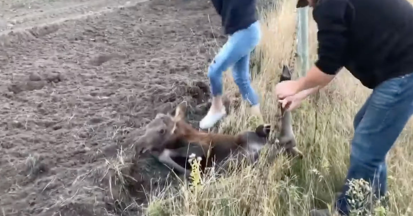 man holds fence with small moose calf tangled and lying on the ground