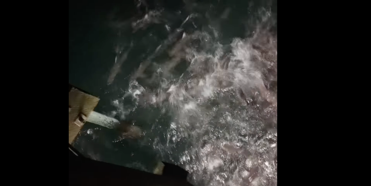 Video: Sharks Thrash Water for Baitfish in Epic Feeding Frenzy At NC Pier