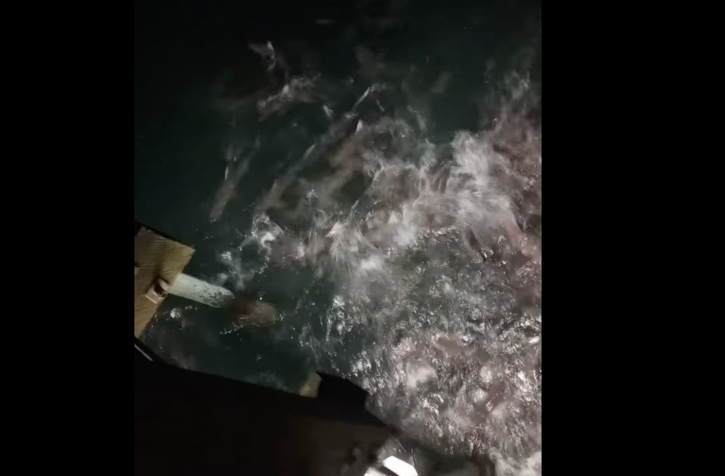 many sharks thrash the surface of the water at night next to pier