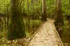 Boardwalk through the swamp at Congaree National Park, South Carolina.