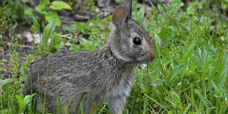 Deadly Rabbit Hemorrhagic Disease Detected in Mississippi