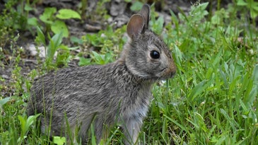 Deadly Rabbit Hemorrhagic Disease Detected in Mississippi