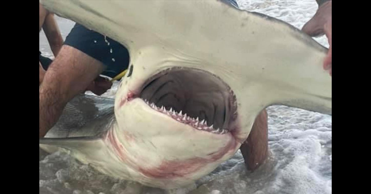 hammerhead shark head with large, toothy mouth