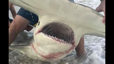 North Carolina Angler Beaches Giant 13-Foot “Mystical Unicorn” Hammerhead Shark