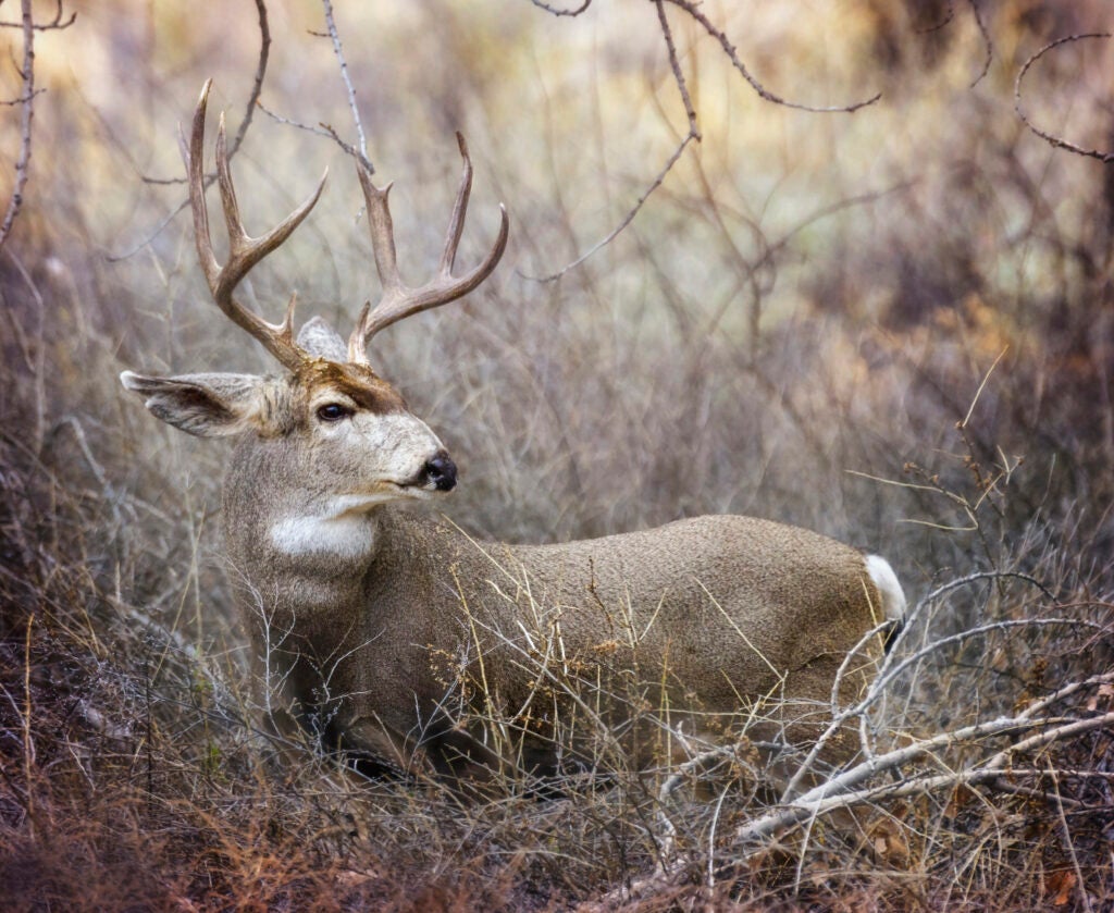 Handsome Buck Mule Deer Posing at Bosque Del Apache, New Mexico