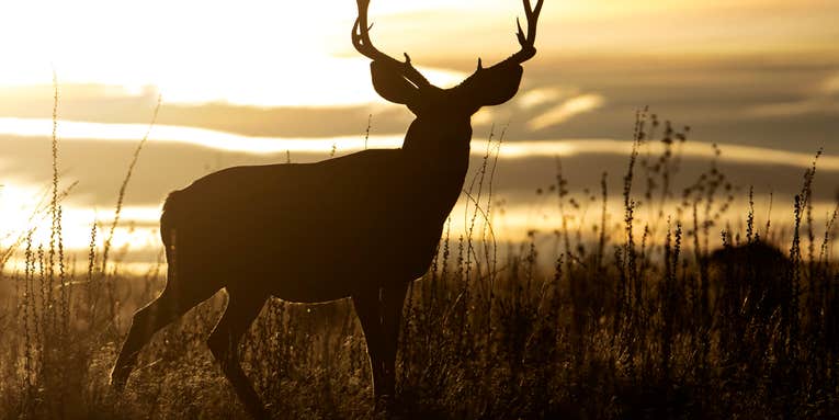 Mule Deer Hunting Tactics for Coulees, Canyons, and Badlands