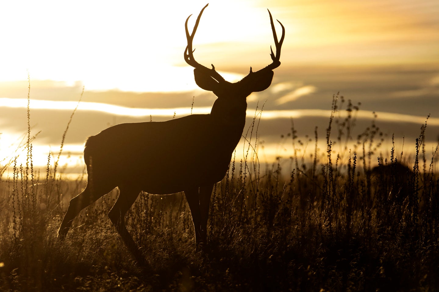 You can up your odds at finding a nice muley buck by hunting in rough low country. 