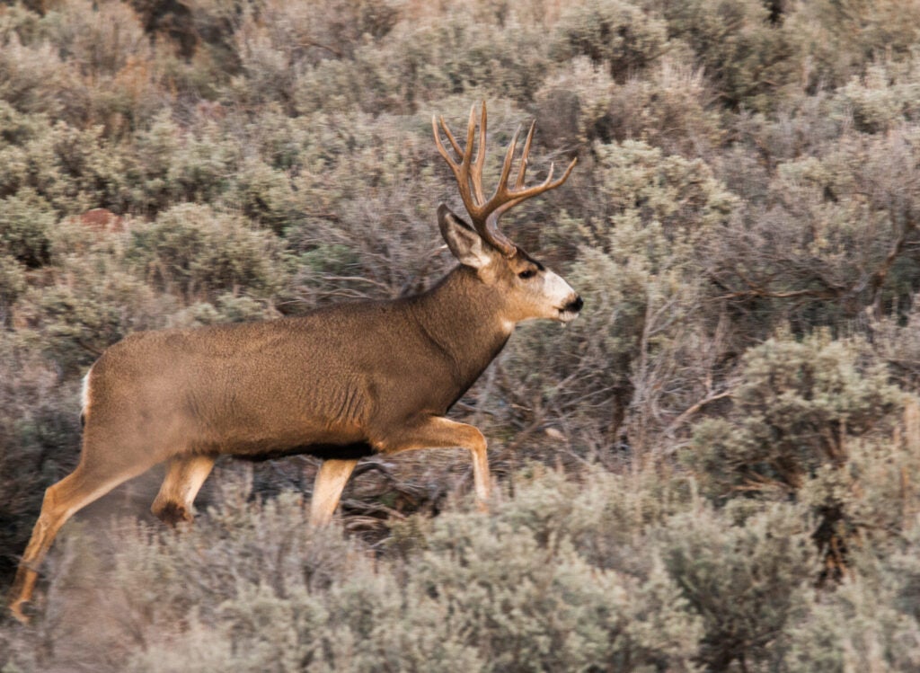 Mule deer bucks become a little more emboldened around the time of the rut.
