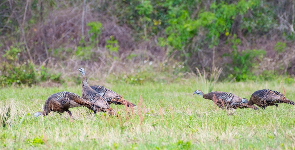 Five turkeys feeding in a field