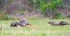 Five turkeys feeding in a field