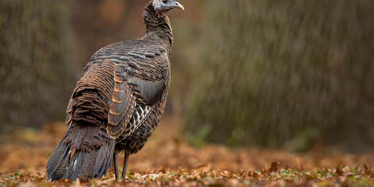 Hunting Fall Turkeys Like Big Game Can Beat Busting Up The Flock