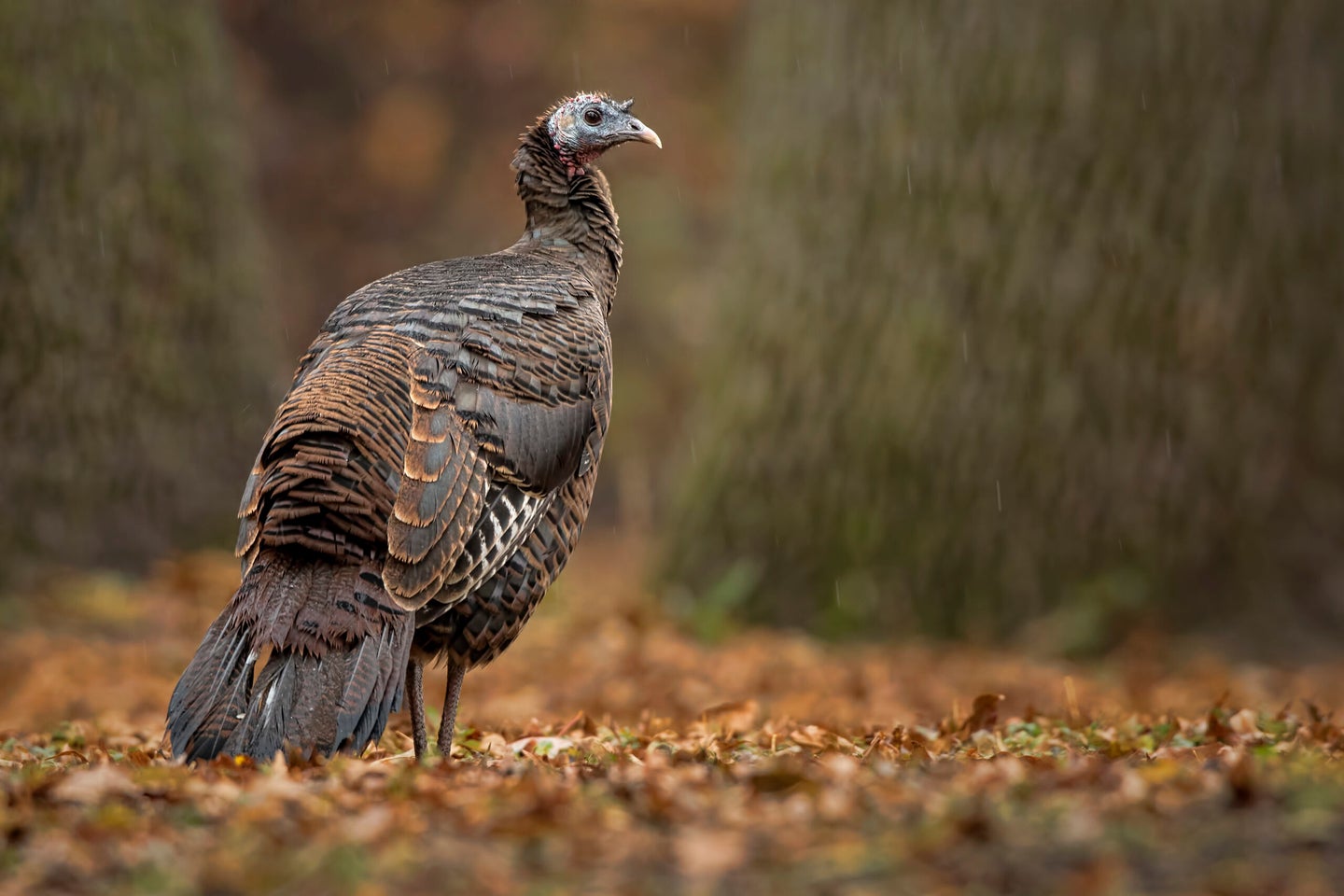 You can hunt fall turkeys just like big game if you do some scouting first. 