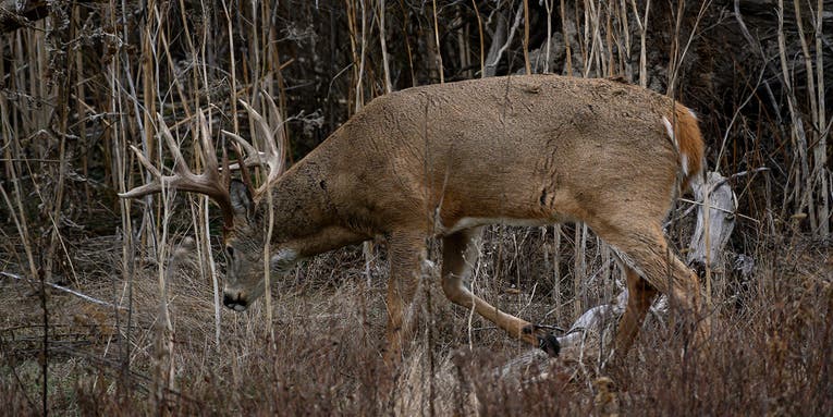 Buck Scrapes Are Popping Up Everywhere! Should You Hunt Them?