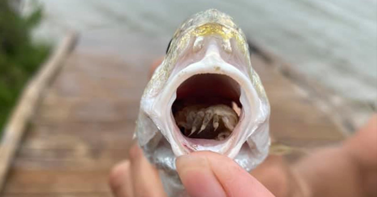 small fish with skeleton-like bug in its mouth