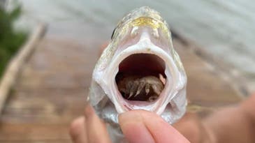 Revolting Flesh-Eating Parasite Ate and Replaced a Fish’s Tongue in Texas