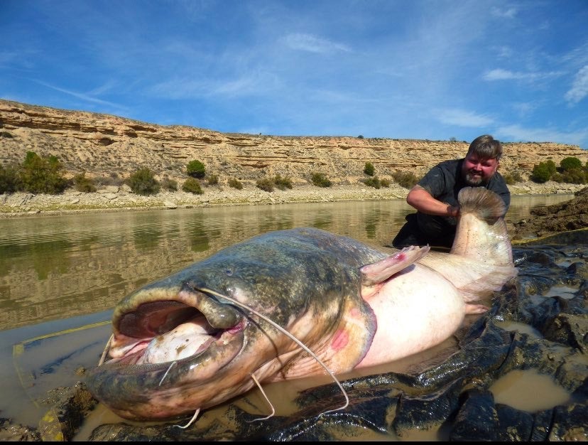 large catfish lies in front of man holding up tail