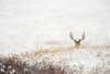photo of whitetail buck
