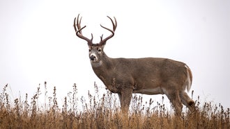 11 Best Rifle Cartridges for Whitetail Deer