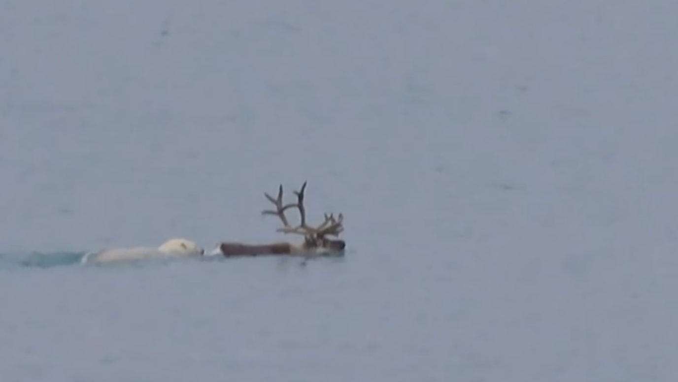polar bear swimming behind caribou with antlers