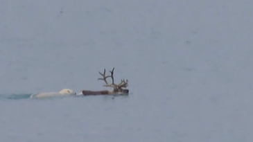 Watch the First-Ever Video of a Polar Bear Hunting an Adult Caribou