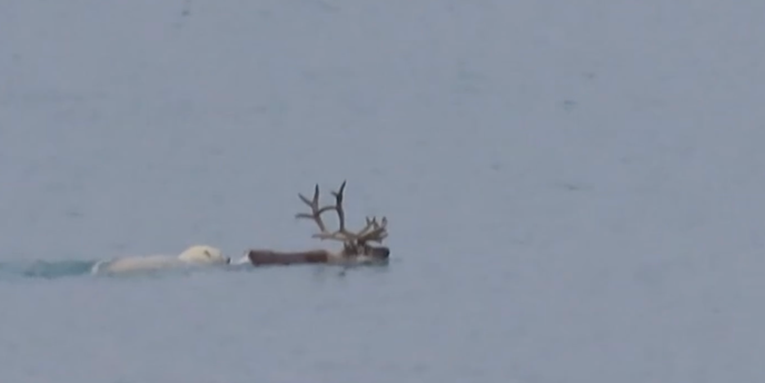 Watch the First-Ever Video of a Polar Bear Hunting an Adult Caribou