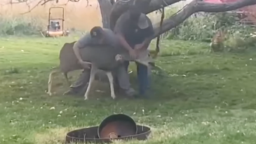 Video: Wildlife Officers Rescue Buck with Antlers Trapped in Backyard Hammock