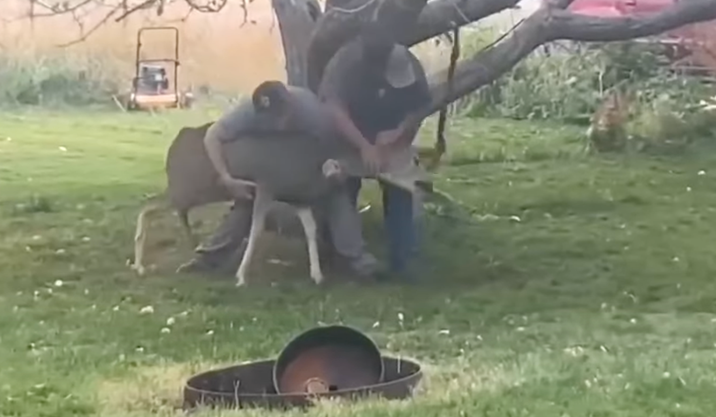 Two men tackle deer in backyard lawn