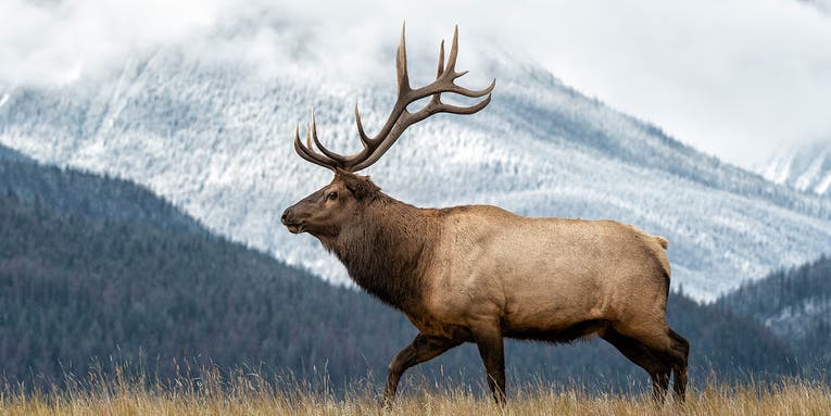 For Rifle-Season Elk, “Bad” Weather Is the Best