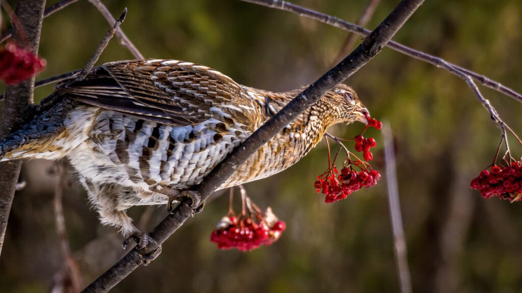 A ruffed grouse eating red berries.