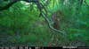 trail camera photo of big whitetail buck