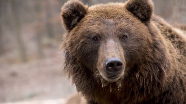 Man Kicks 500-Pound Brown Bear, Successfully Fends Off Attack