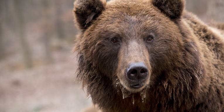 Man Kicks 500-Pound Brown Bear, Successfully Fends Off Attack