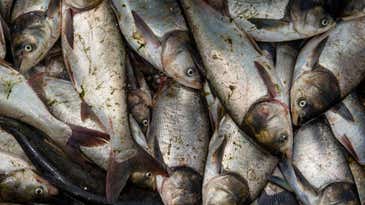 12 to 15 Million Invasive Carp Removed From Barkley and Kentucky Lakes