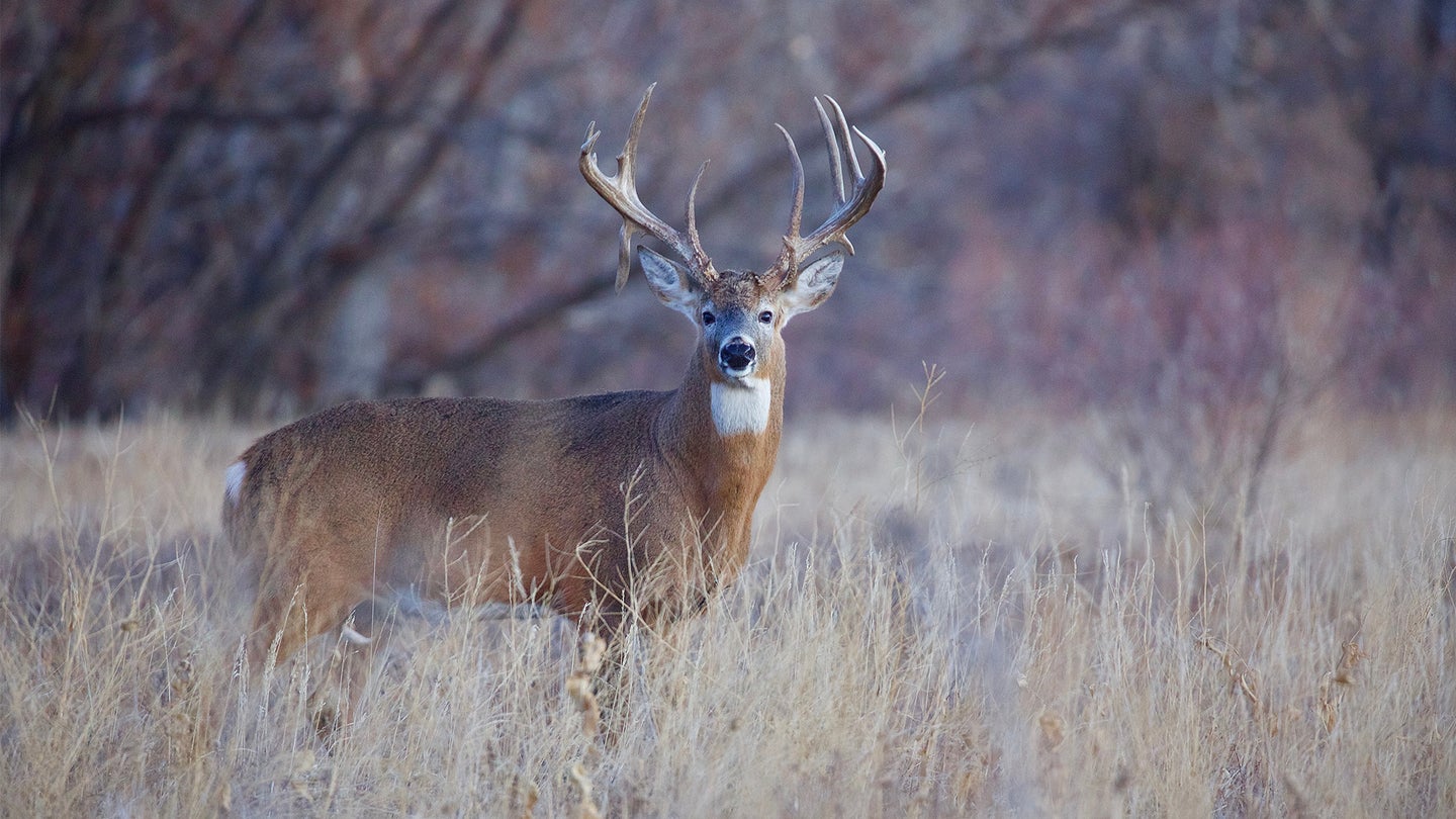 A big whitetail deer standing in an grassy field in fall.