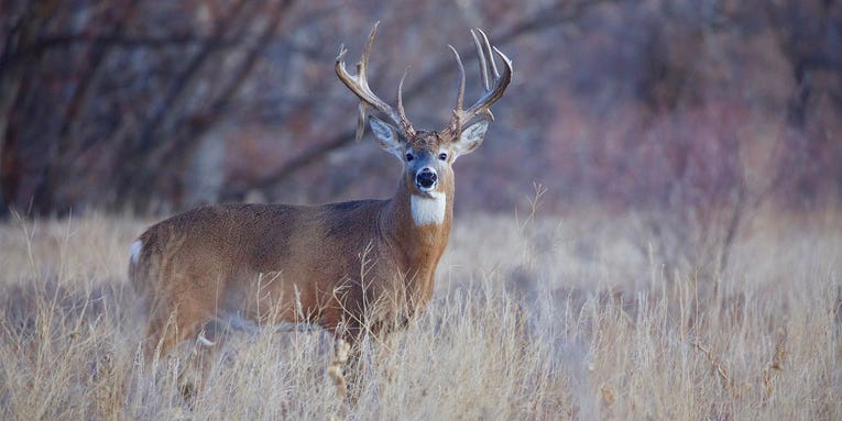 How to Hunt the Best Day of the Rut No. 2: October 31