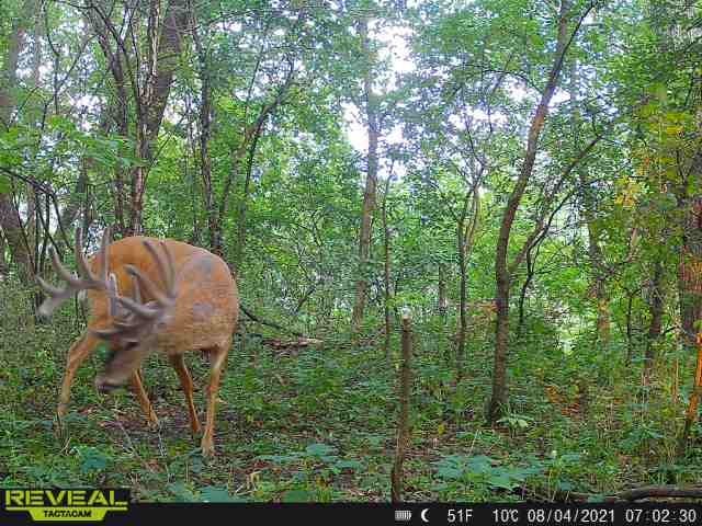 Deer with large antlers in trail cam