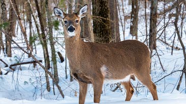 Maine Issues “Do Not Eat” Advisory for Deer Taken in Six Counties