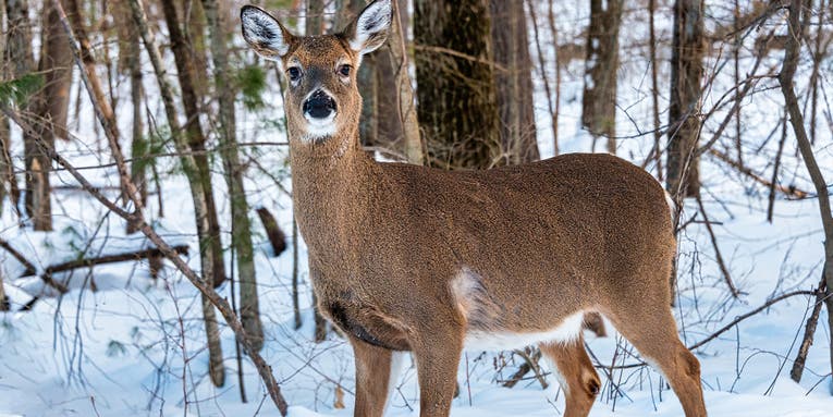 Maine Issues “Do Not Eat” Advisory for Deer Taken in Six Counties