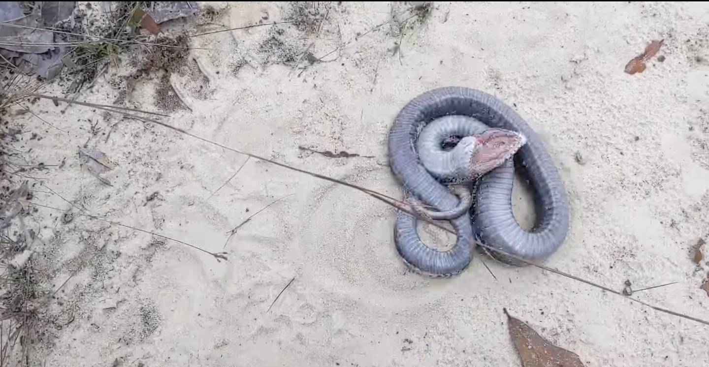 snake writhes on sand showing underside