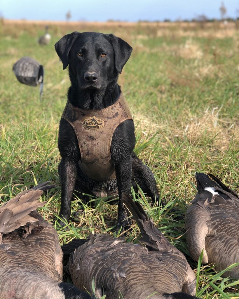 black lab stands behind dead canada geese