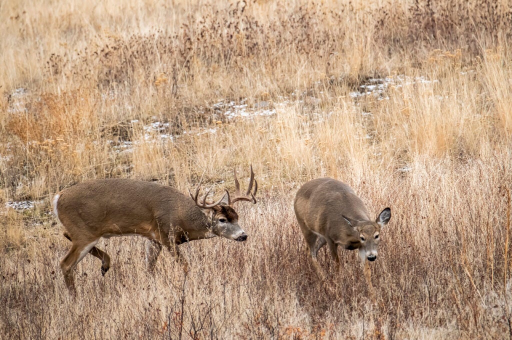 Whitetail buck chasing doe