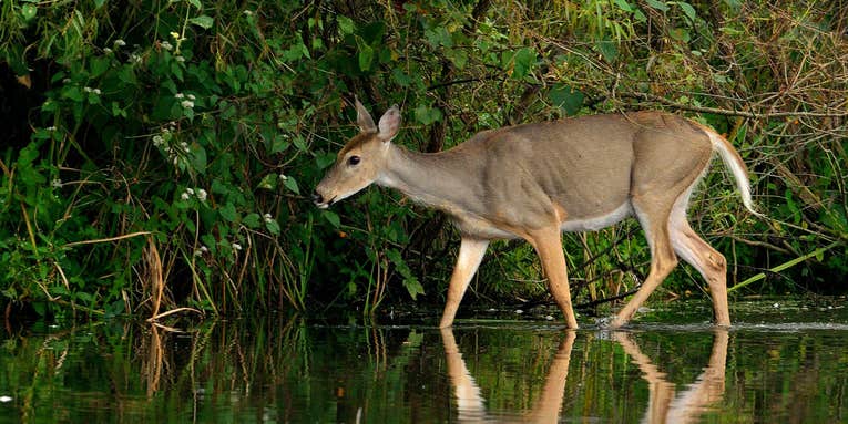 Connecticut’s Anemic Early Bow Season Deer Kill Has Hunters Concerned