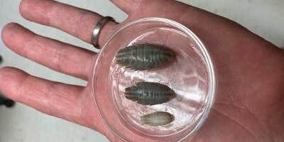 Parasites Latching Onto Chesapeake Bay Fish Have Yet To Be Identified