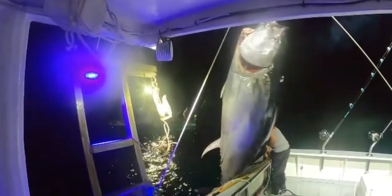 Video: Woman Hoists 9-Foot Bluefin Tuna Aboard Boat