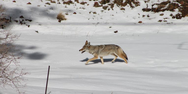 Nevada Wildlife Commission Narrowly Votes Down Coyote Hunting Contest Ban