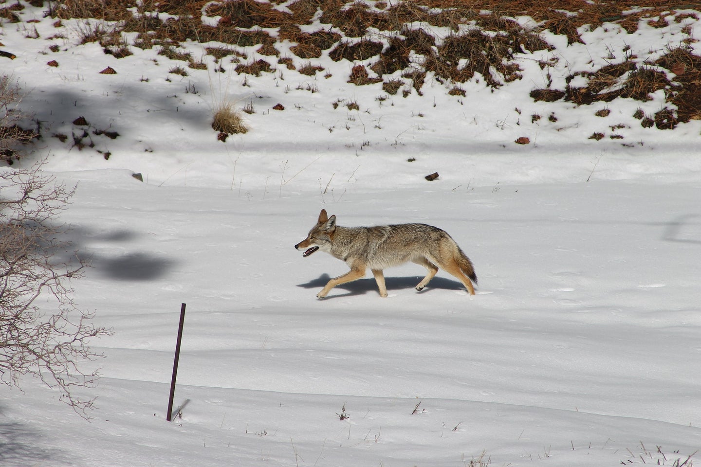 coyote runs across snowy landscape